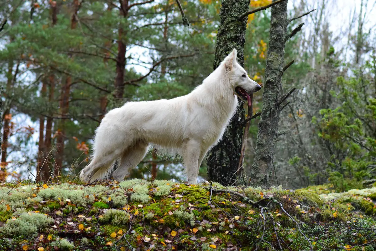 Most Wanted od Semberije