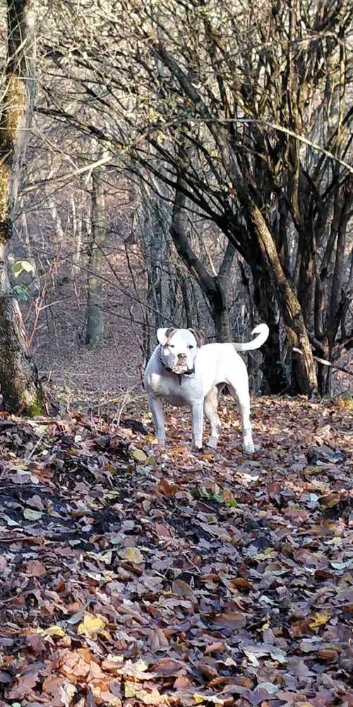 1XRoJCH, 2XRoCH Old Line Bulls Bayan