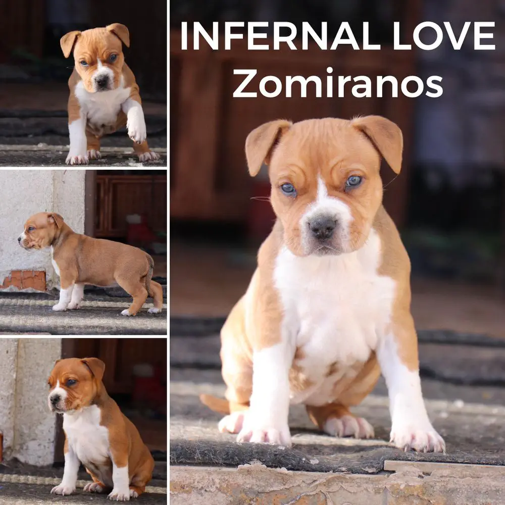 INFERNAL LOVE Zomiranos