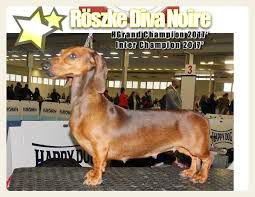 HJCH, HCH, 4XCAC,3XHPJ,CACIB,BOS, Röszke Diva Noire