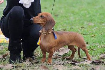 R. j. Ch., 5x EXC1, 4x CACJ, 1x CAC, 4x BOB, 2x BF, BOG, BB Tondachs Ariel