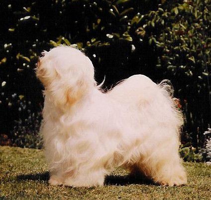 CH TINTAVON DESDEMONA
