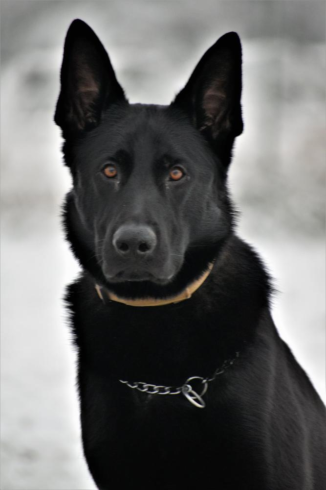 NNDDA Police Service Dog Rice's Zeus of Woodhill