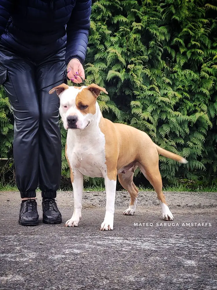 Amstaff Feni