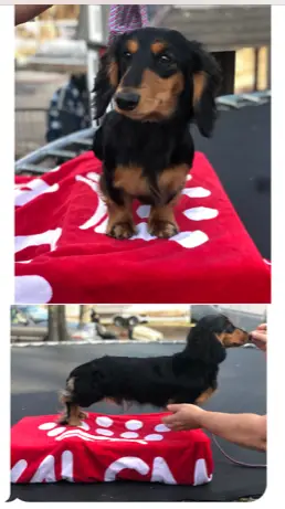 Sanwildox Melady's Jett Setter