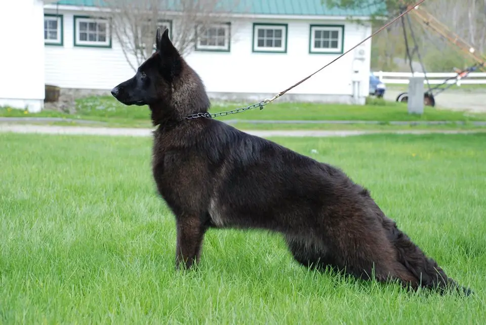 Cristal Von Turenhof