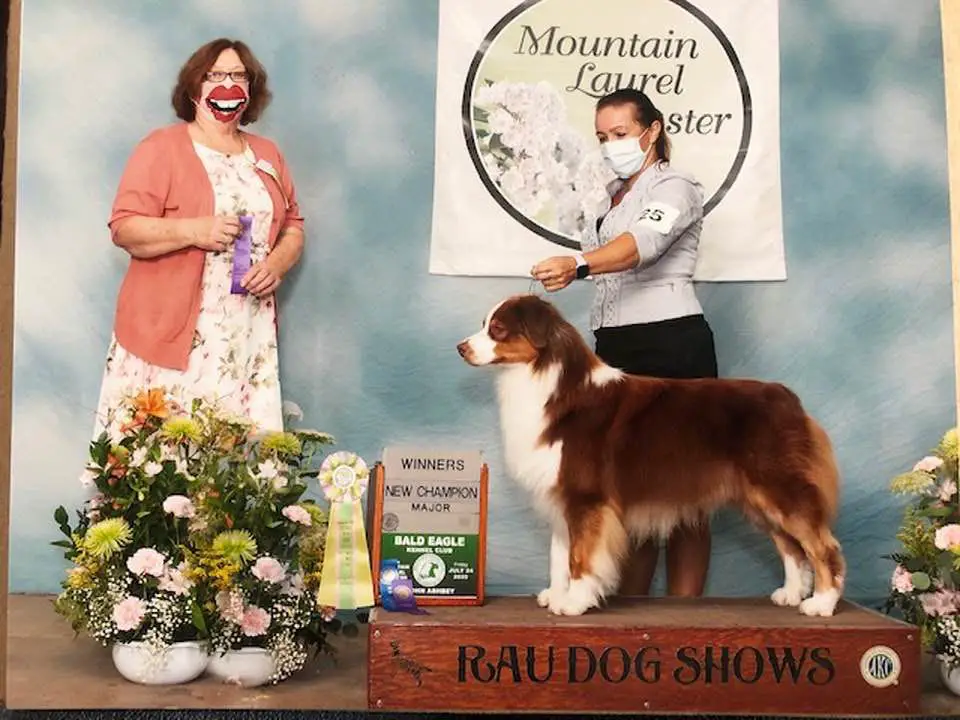 AKC GCH Reinem-N-Dynamic Drake