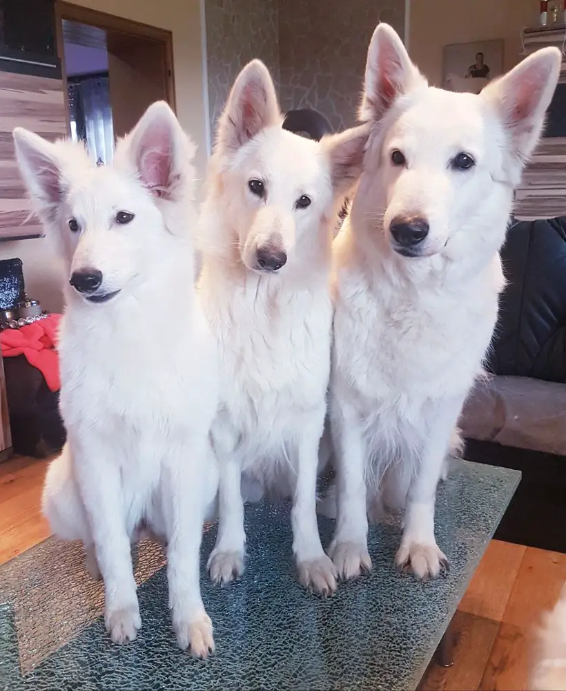 Ice Angel of Dreams Eternity Love