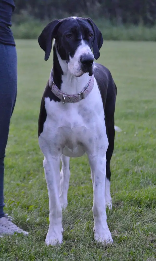 ATG's Heart Of A Hippie