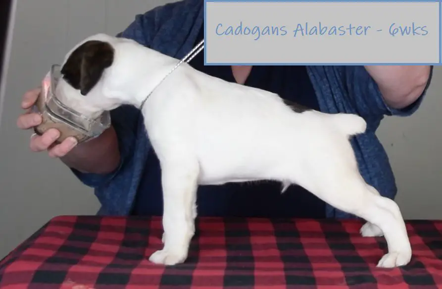 Cadogans Alabaster