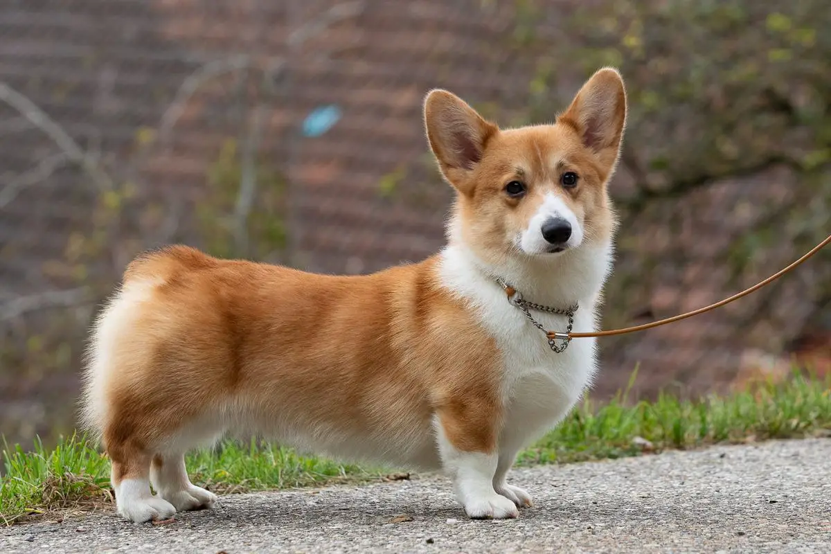 Quo Vadis Xandro BOB