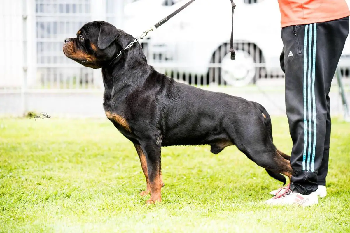 Prof vom house Simba