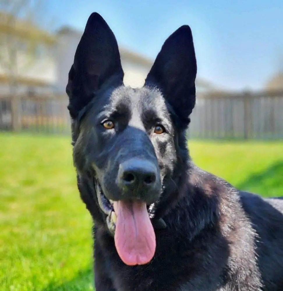 Venus Desire Von Der Haus Rosenbaum