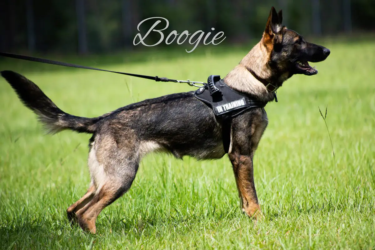 Boogie ze Zapadu