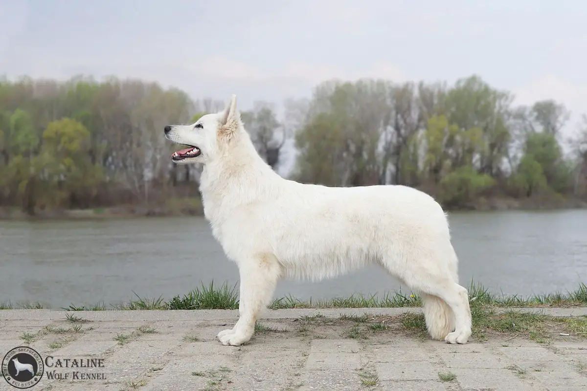 A-Ura iz Beloy Brigady