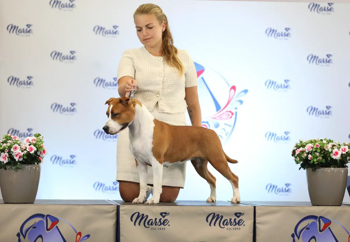 Lemon Cheesecake De Paco of Happy Rascals