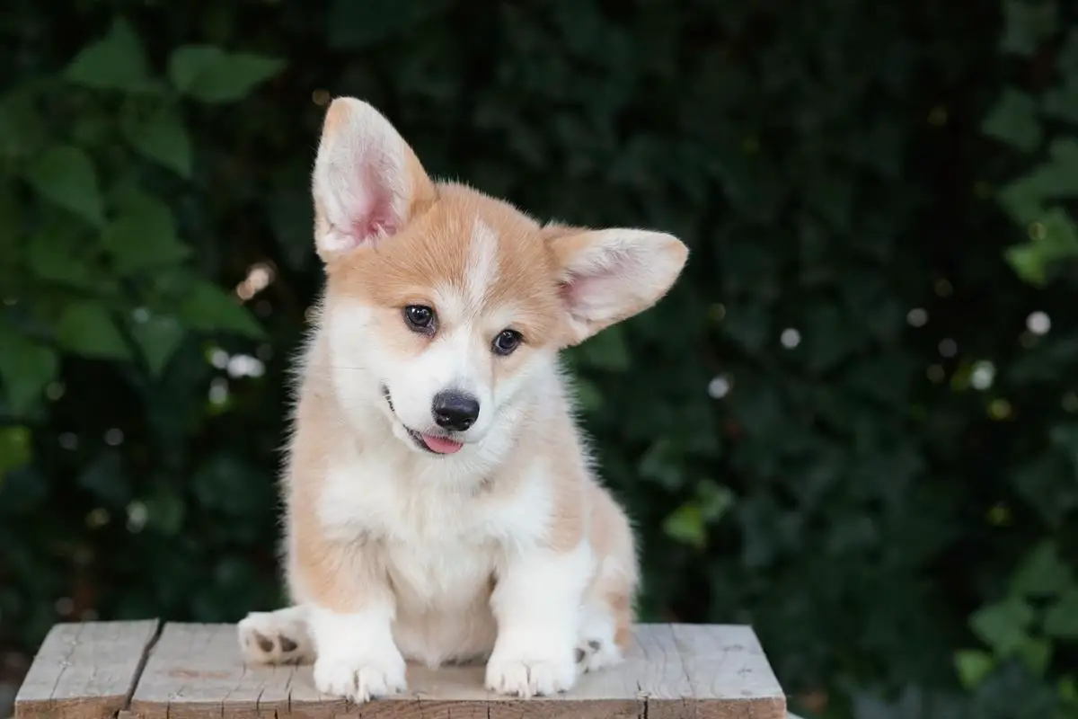 Who's That Chick Morgerton