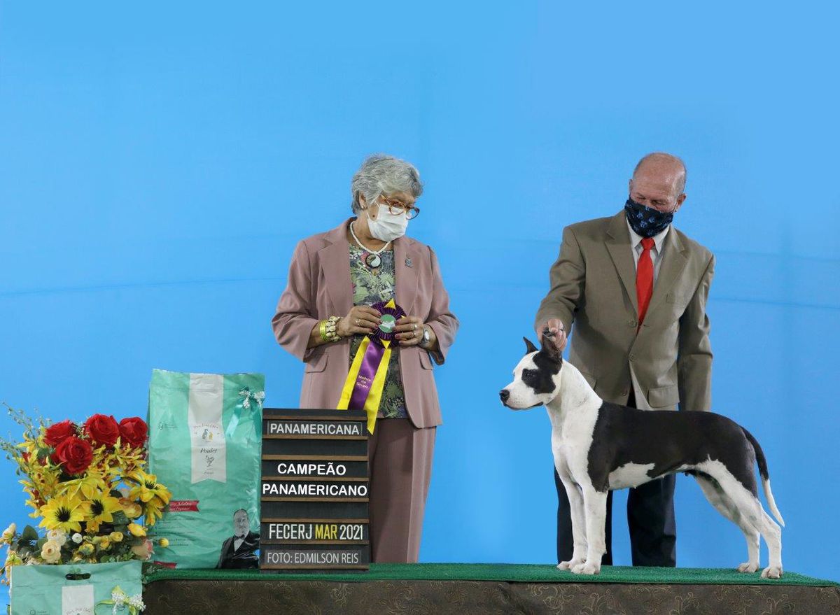 Braz.Panam.Ch., Braz. Baby Ch. AmStaff Camarilha Devasena