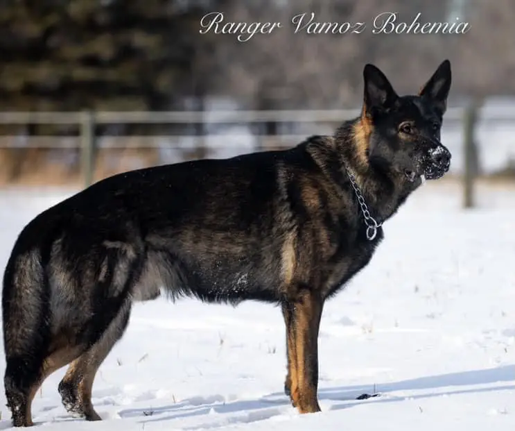 Ranger vamoz bohemia