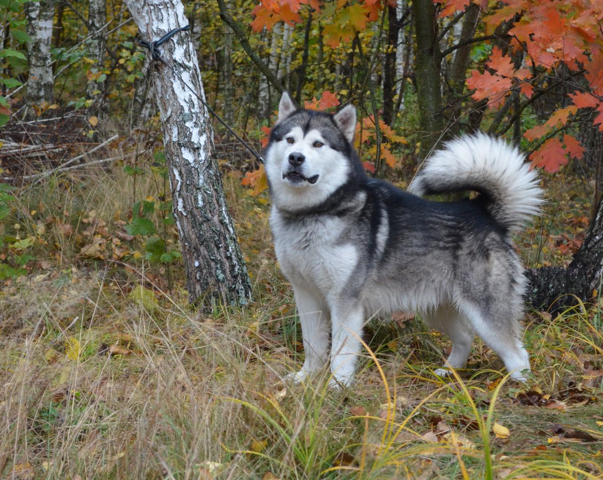 AKELLA