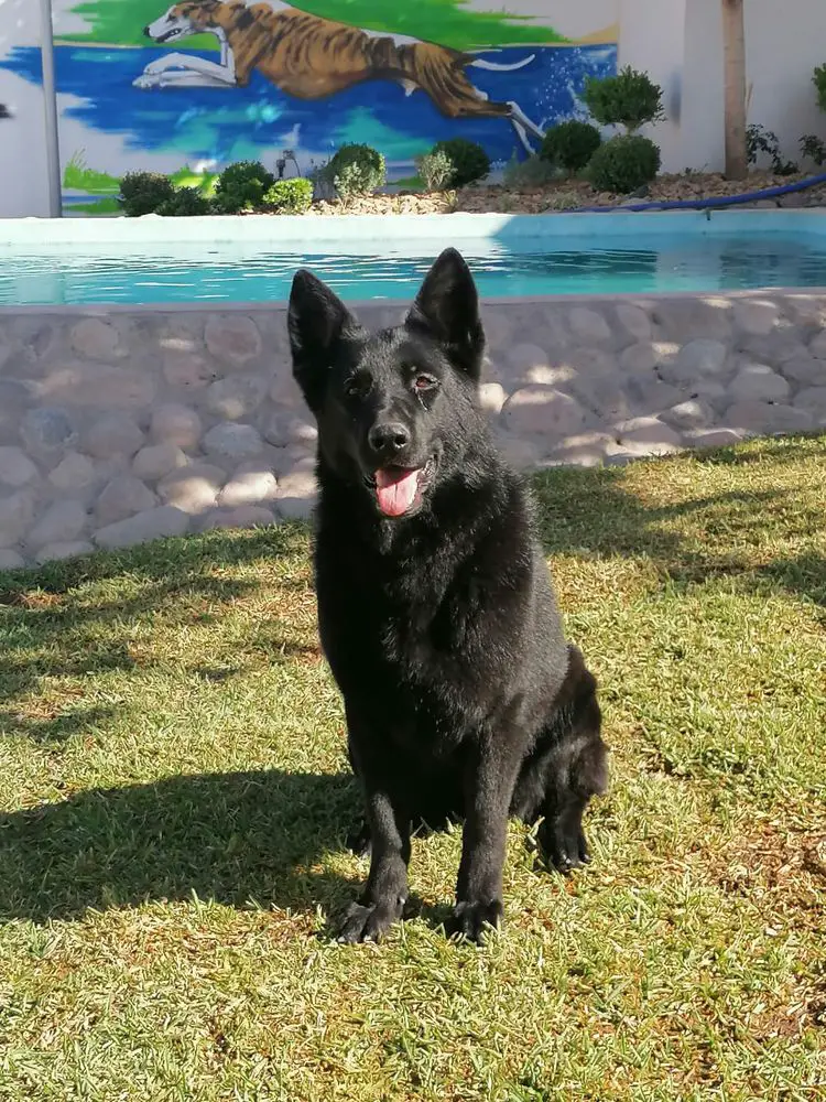 Cora (Navarro) MEX. FCI.