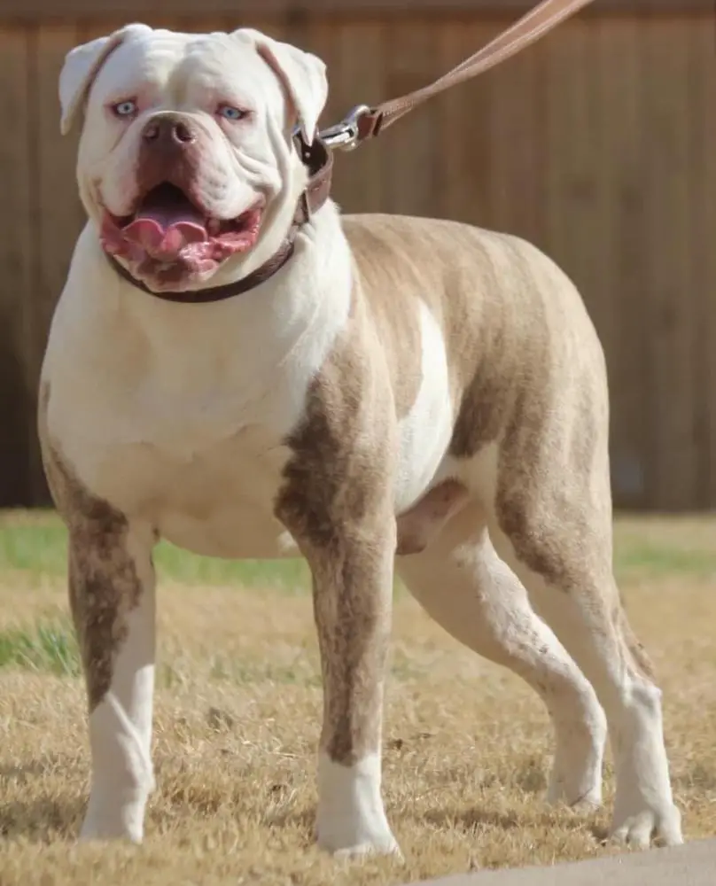 Rough Country’s High Valor of BullyBadass