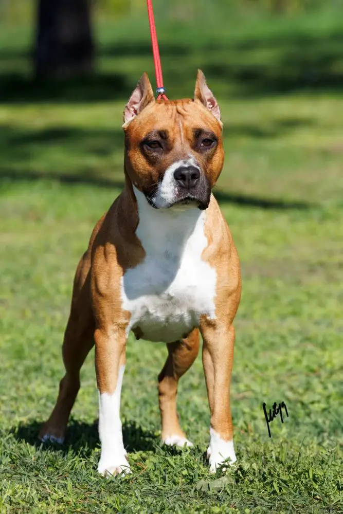 Grand CH. SRB CH MS Precious Stones YK Great Legacy