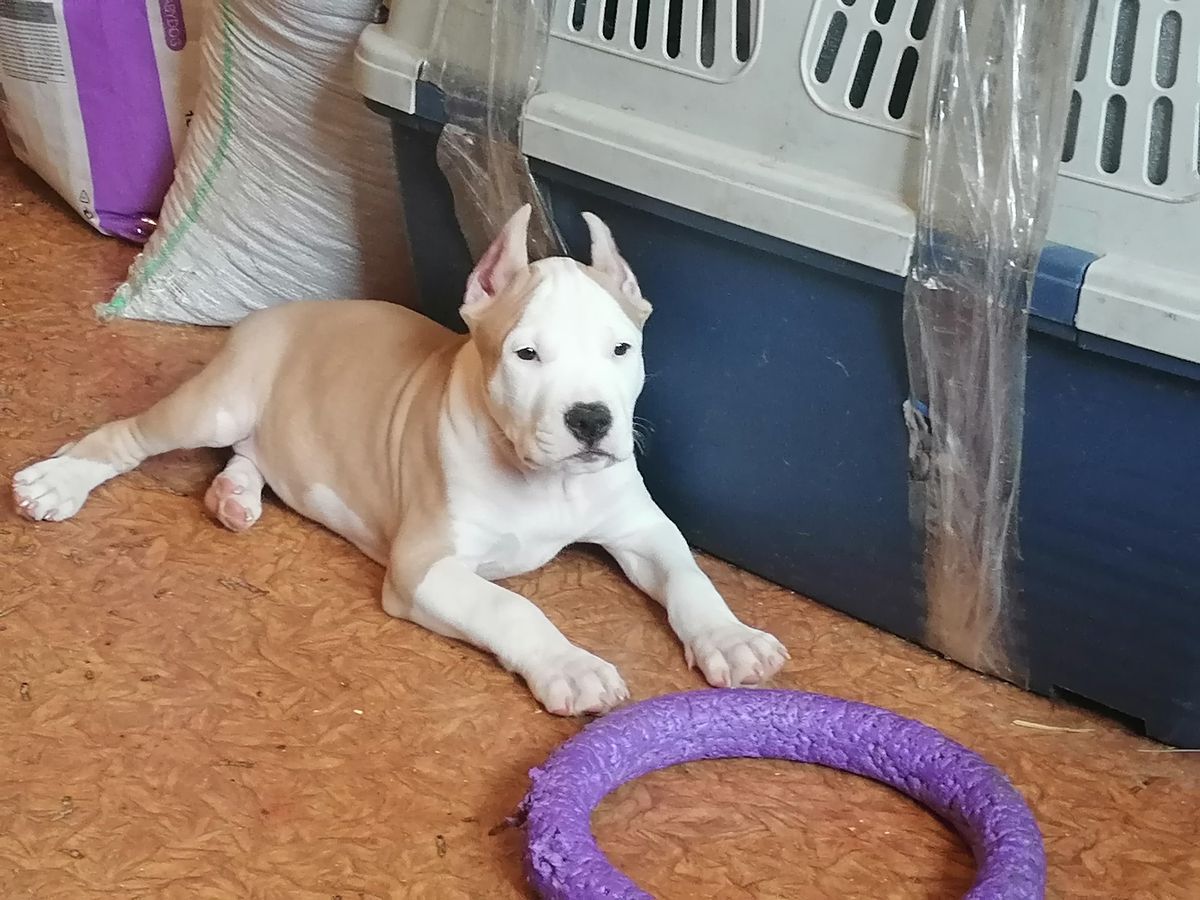 MOYA ODA BRUNO z WISLANEGO PORTU