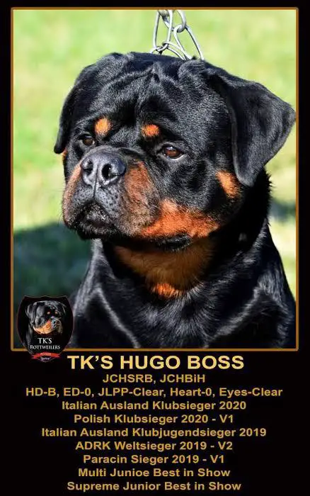 TK's Hugo Boss