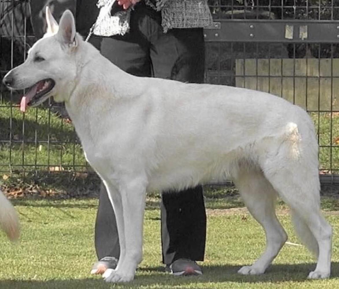 JWSA CH Serenity’s Zeus JP