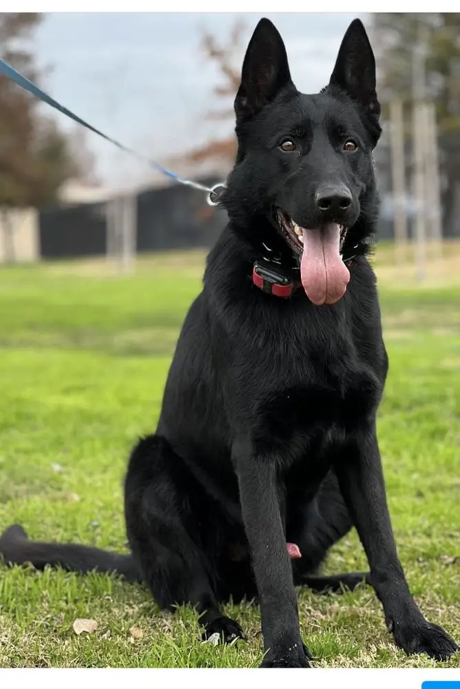akc black german shepherd
