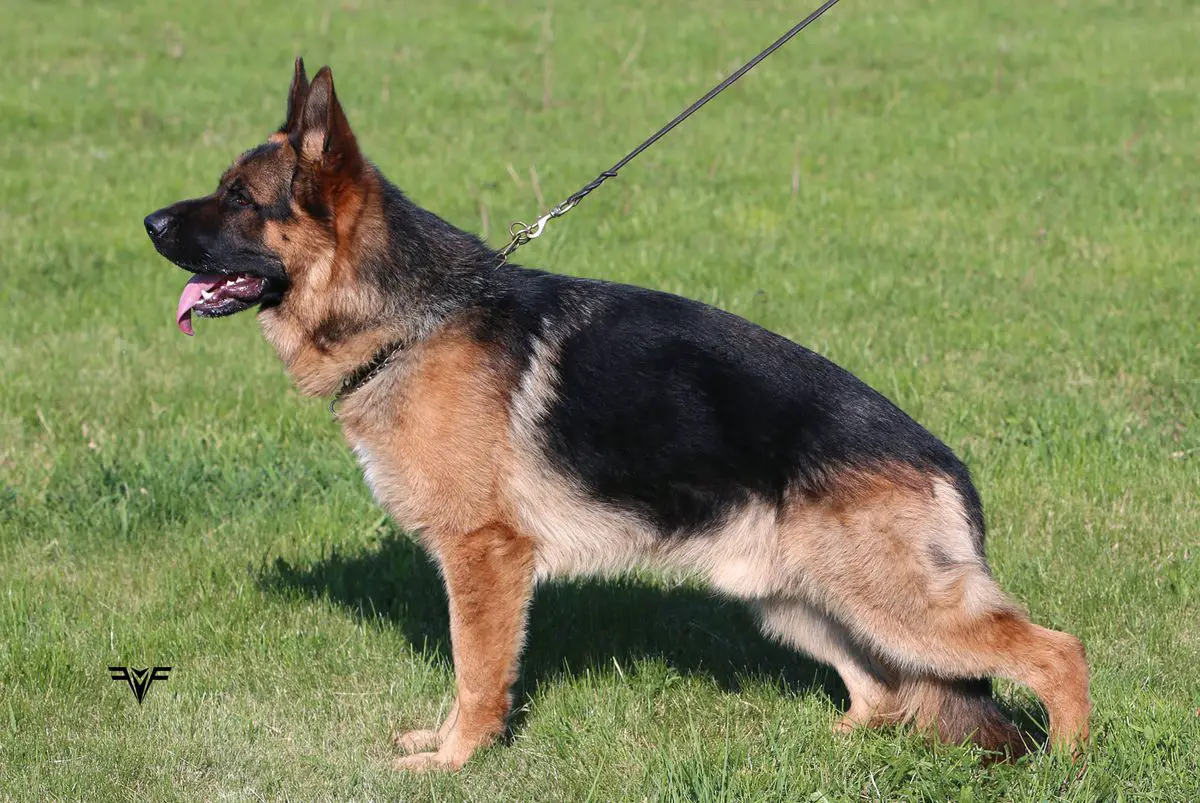 Chilli z Kadanského podhradí