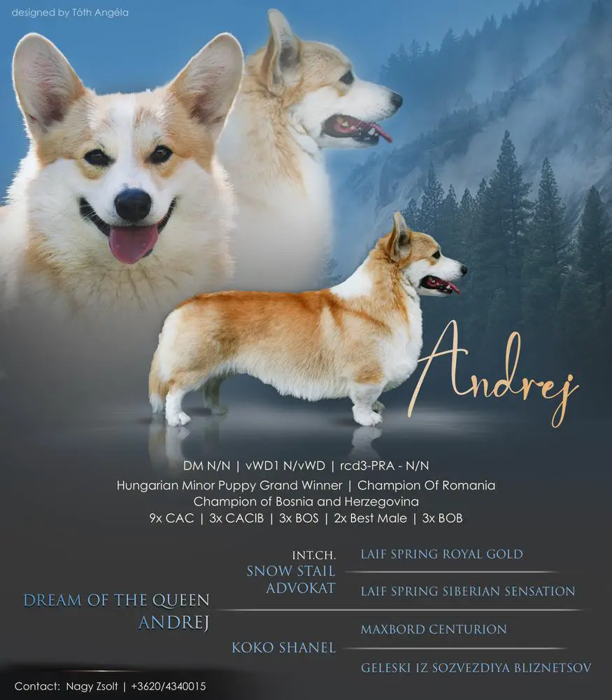 Hungarian Minor Puppy Grand Winner, Ch. Romania, Ch. Bosnia Dream Of The Queen Andrej