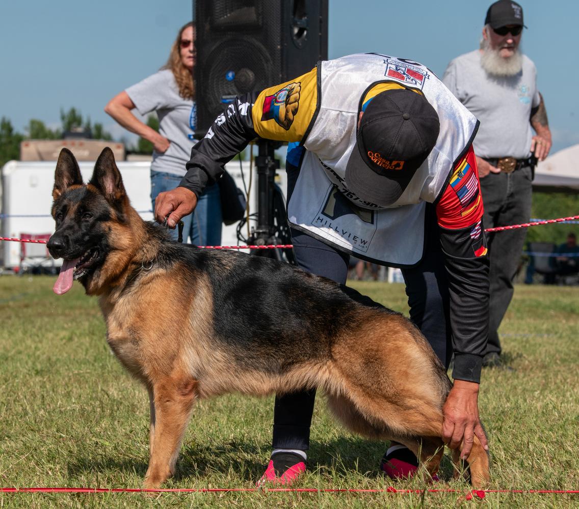 SG1x2 (GSDCA, USCA), VP, UKC CH, AKC PTD Rhk Cc Stix Vd Southernwind
