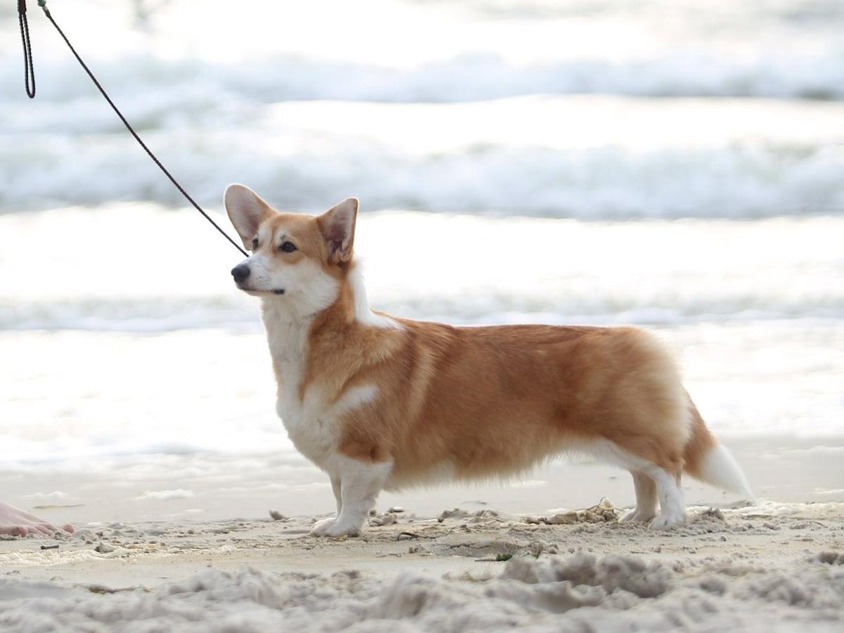 jCH.UA, 6xCAC CANESTRELLI ROZALIA LIGHT DREAM