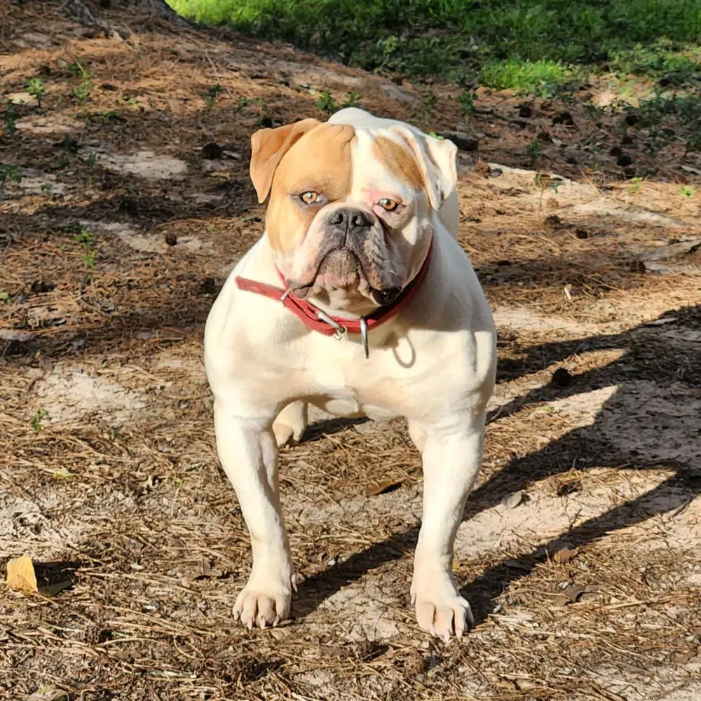 BluelineCertified's Birth of a Legend aka Pele'