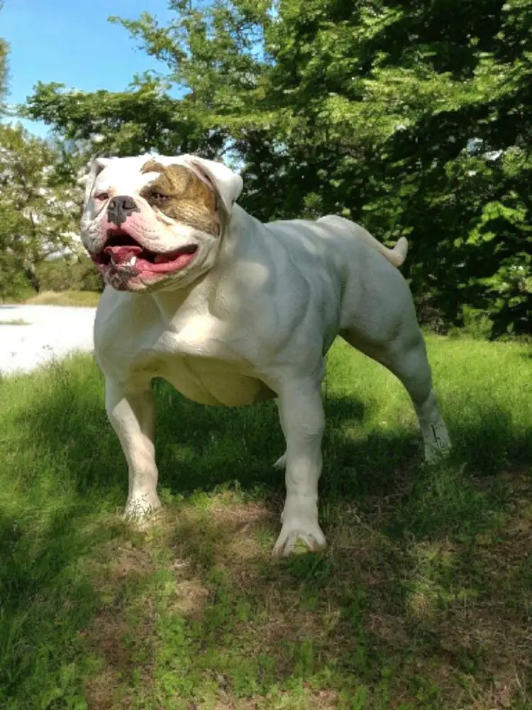 Streambulls Meduza for Tegerabulls