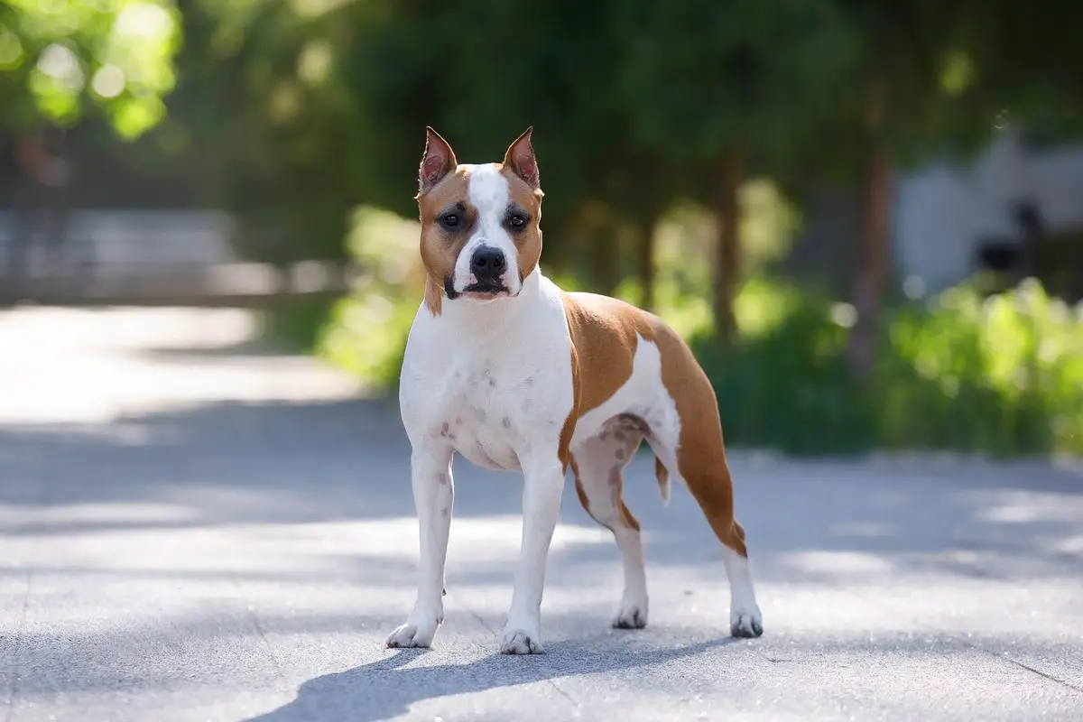 Ch of Rus,RKF,Kaz,,CLUB RUS, GRAND CH. You Craisy Katana Iz Doma Lankaster