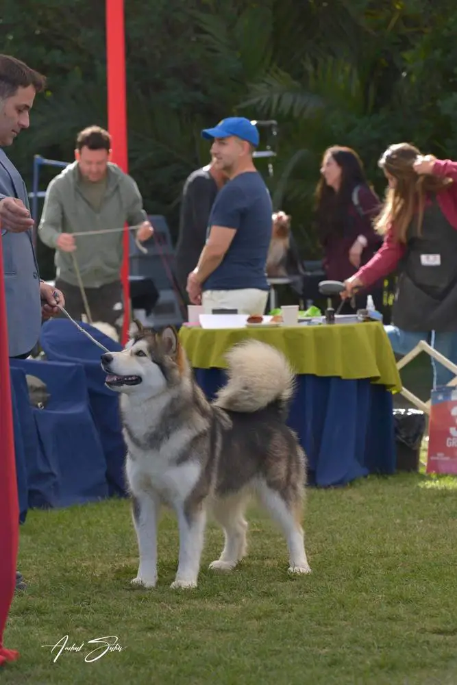 MAZURSTAR KERNEL OF'LOVE