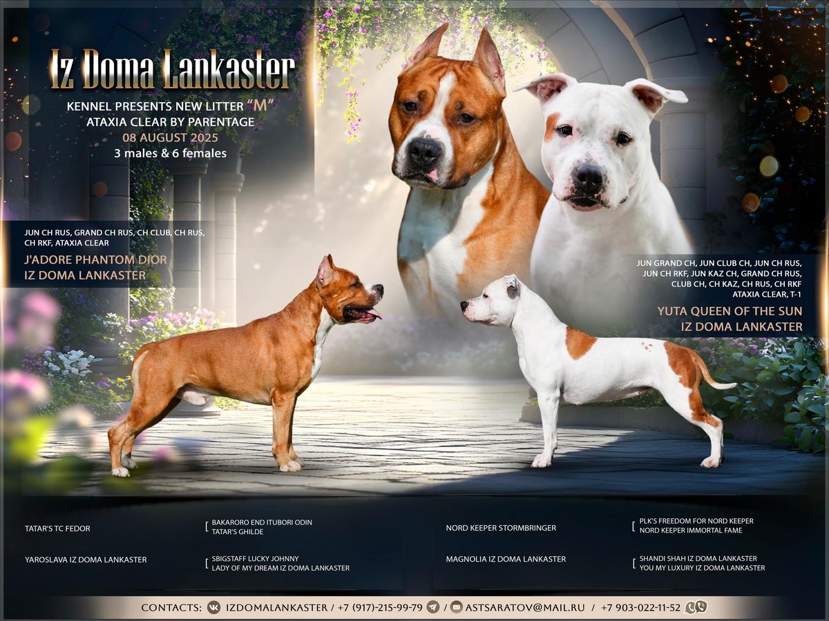 Mimino Iz Doma Lankaster