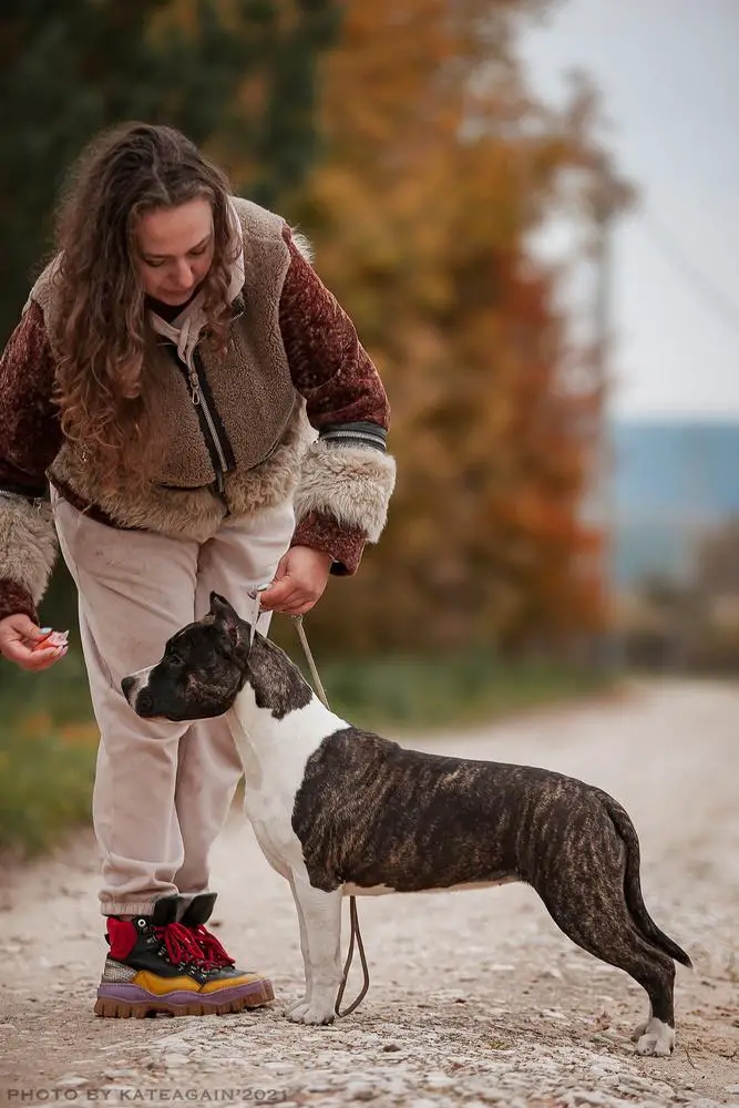 JCH Rus,RKF, Ch Rus,RKF Mira Alma Of Bazo-Town