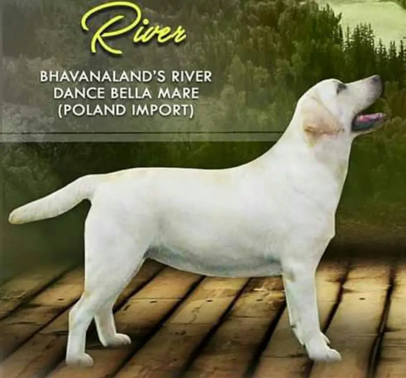 Bhavanaland's River Dance Bella Mare