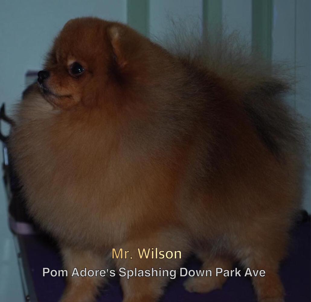 Pom Adore’s Splashing Down Park Ave