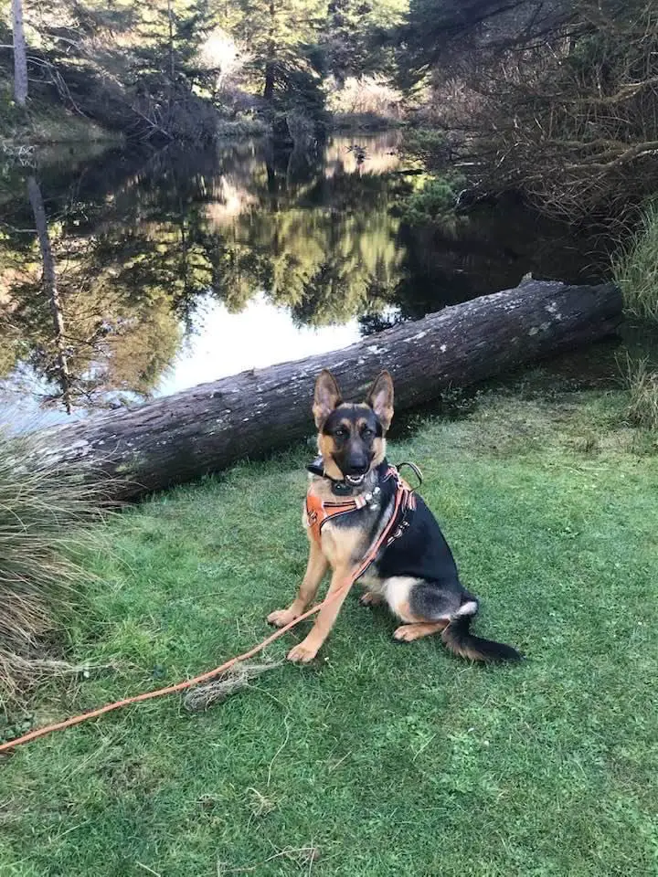 Bullet Ride to Heaven of Daisysbarn