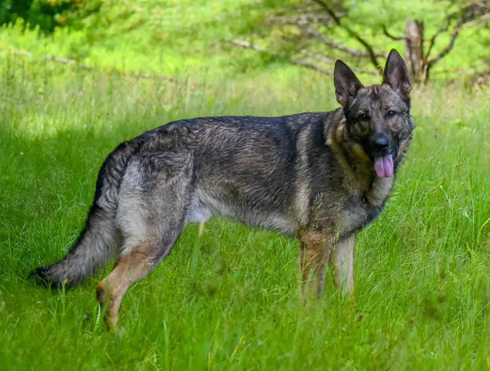 Billings "Duke" Of Black Beauty Shepherds