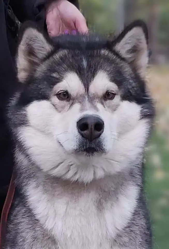 Mal Planet Bertalucci