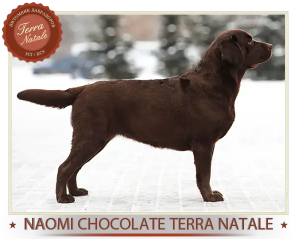 INTER CH CH UA, RUS, BG, GE,BALKAN CH 3CACIB, 14 CAC, 2RCACI Naomi Chocolate Terra Natale Real pedigri