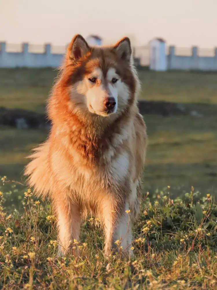 Azken Portu Hild Tovar de Ventosa