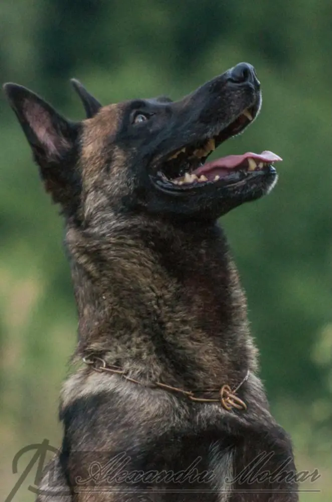 Jett of Braveheart Oradinum