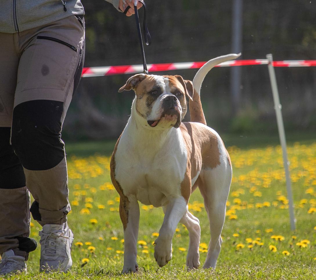 SHK SweCh, SHK SkCh Skymberg's Gabbie